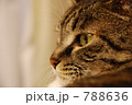 猫 横顔 788636