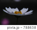 コスモス 788638