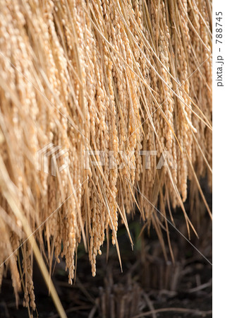 稲干し 稲干し 788745
