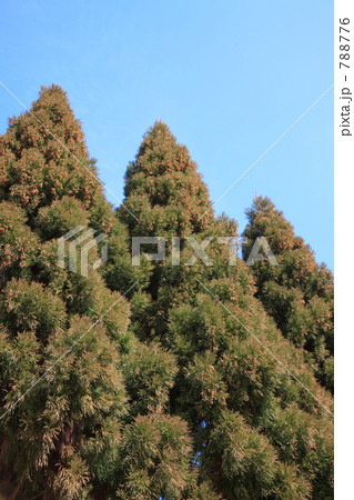 杉の花 杉の花 788776