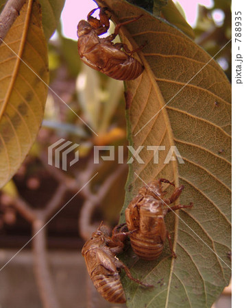 蝉の抜け殻 788935