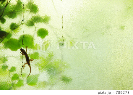 昼間のヤモリ 789273