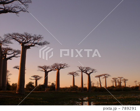 バオバブの夕暮れ 789291
