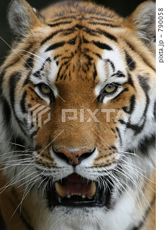 アムールトラ(日本平動物園) アムールトラ(日本平動物園) 790058
