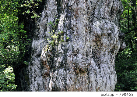 屋久島　縄文杉の木肌 790458