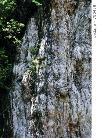 屋久島　縄文杉の木肌 790459