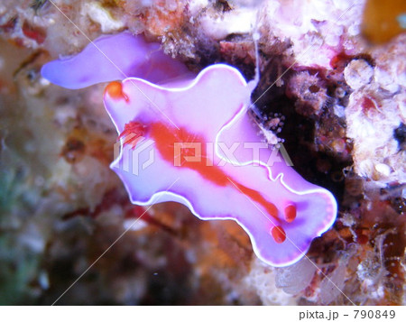 ウミウシ 790849