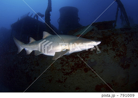 小笠原のシロワニ 791009