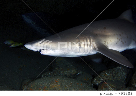 小笠原・父島のシロワニ 小笠原・父島のシロワニ 791203