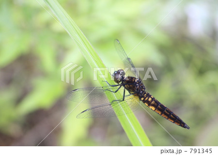 ハラビロトンボ ハラビロトンボ 791345