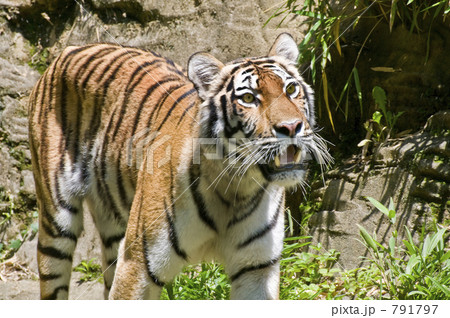 アムールトラ 791797