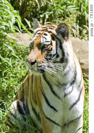 アムールトラ 791800