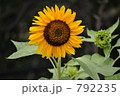 ひまわり 792235
