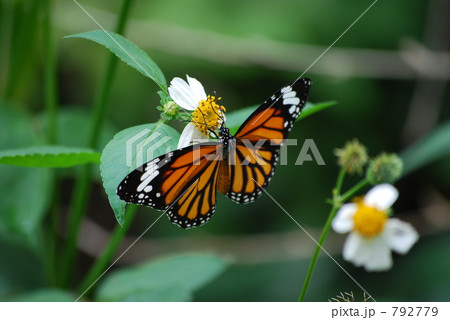 スジグロカバマダラ スジグロカバマダラ 792779