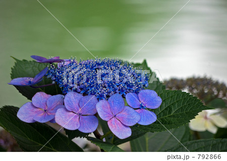 水辺の紫陽花 792866
