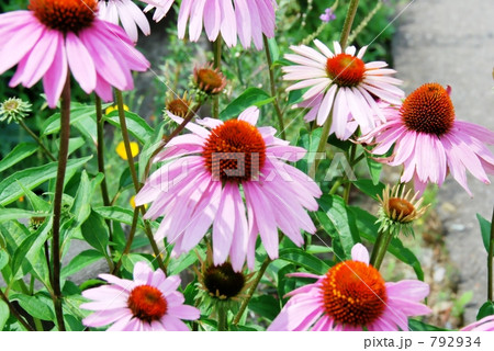 エキナセア 792934