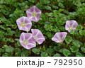 ハマヒルガオ（海辺の松林で） 792950
