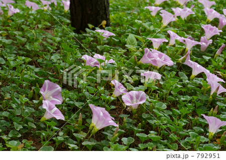 ハマヒルガオ（海辺の松林で） 792951
