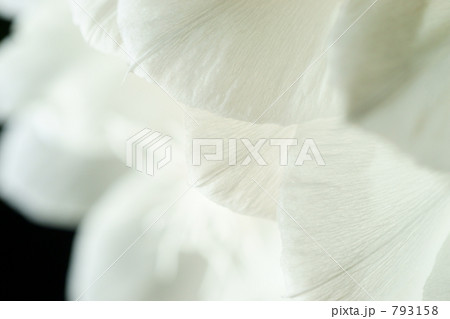 月下美人 月下美人 793158