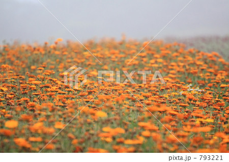 霧の花畑 793221