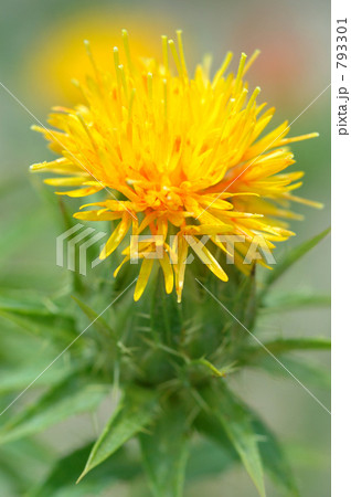 ベニバナ  793301