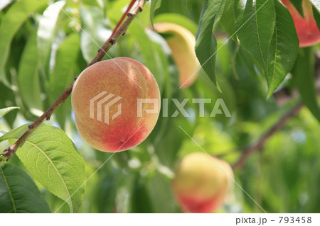 桃の実り 桃の実り 793458