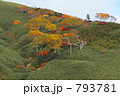 紅葉 793781