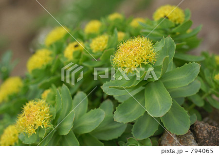 イワベンケイ イワベンケイ 794065