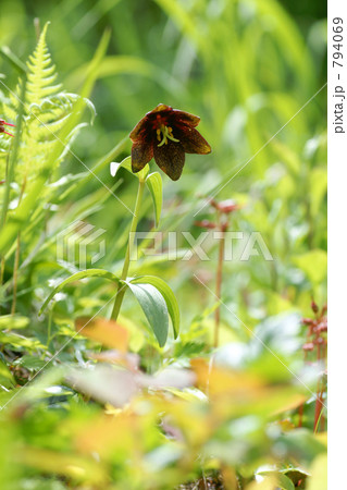 クロユリ クロユリ 794069