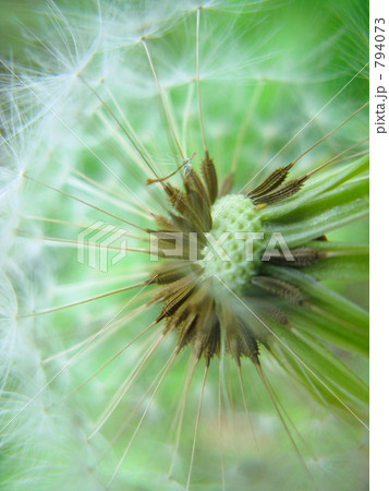 たんぽぽ飛んでけ 794073