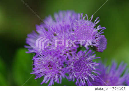 集合体 紫の花 小さい花の写真素材
