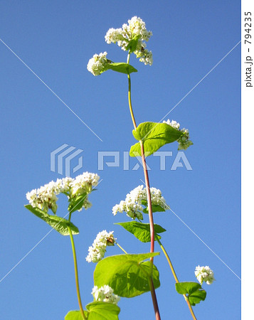 蕎麦　青空にぐんぐん伸びるソバの花 794235