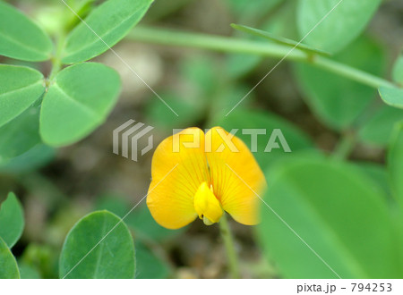 落花生の花 落花生の花 794253