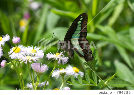 ヒメジョオンにとまるアオスジアゲハ ヒメジョオンにとまるアオスジアゲハ 794289