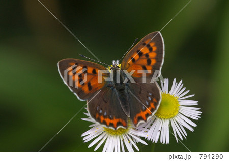 ヒメジョオンのベニシジミ ヒメジョオンのベニシジミ 794290