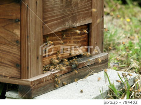 ミツバチの巣箱 794403