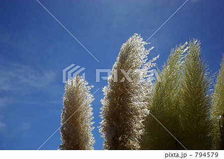 パンパスグラス 794579