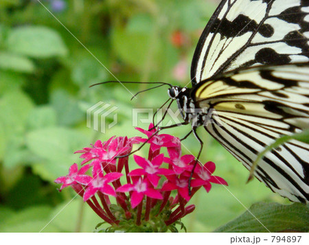 お食事中 794897