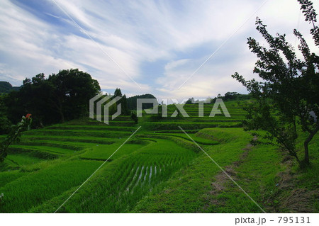 初夏の棚田 795131