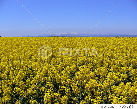 江部乙菜の花畑(4) 江部乙菜の花畑(4) 795234