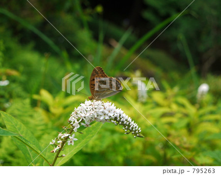 裏銀豹紋蝶と岡虎尾 795263