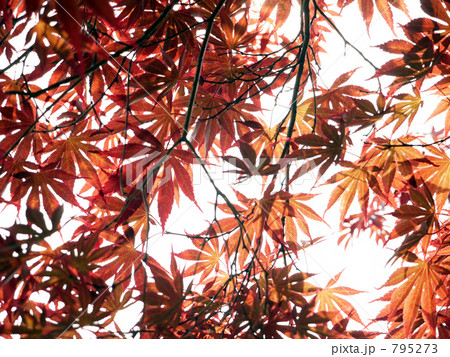 夏の紅葉(更に) 夏の紅葉(更に) 795273