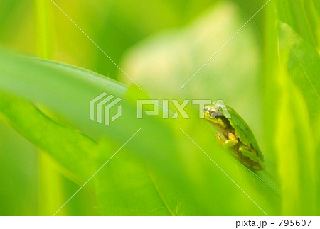 雨蛙 雨蛙 795607