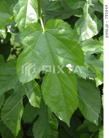 桑の葉「マグワ」 桑の葉「マグワ」 795644