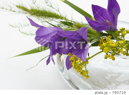 初秋の花 795719