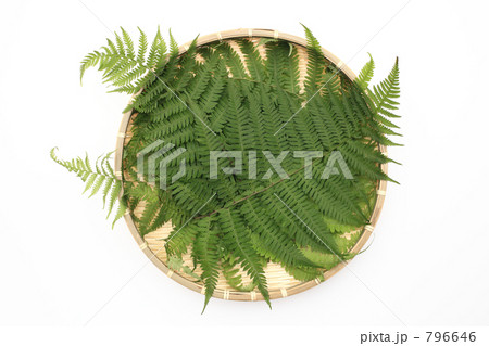 ザルに並べたシダの葉 796646