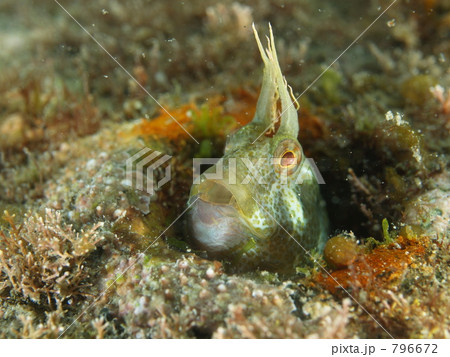 穴の中の魚 796672