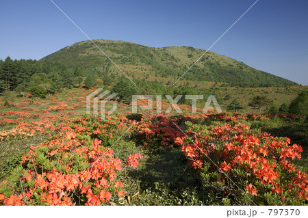 湯の丸高原のレンゲツツジ 湯の丸高原のレンゲツツジ 797370