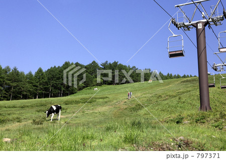 牧場の牛 797371