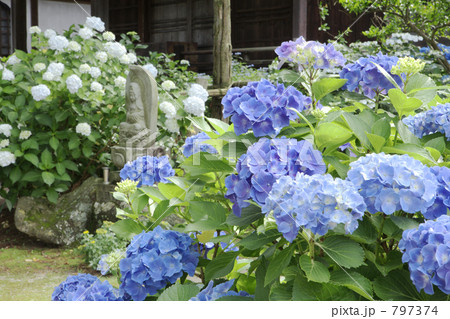 アジサイ 797374